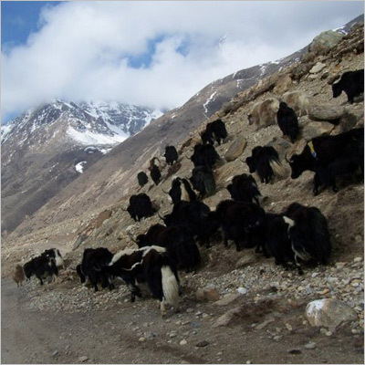 Uttarakhand Wildlife Safari Uttarakhand Wildlife Safari