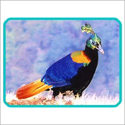 Bird Watch Tours Bird Watch Tours