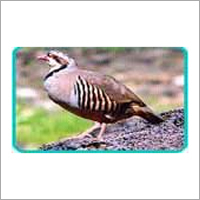 Bird Watching Tour Services Bird Watching Tour Services