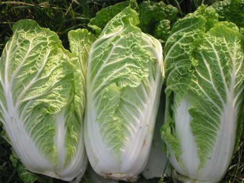 Chinese Cabbage Chinese Cabbage