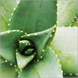 Mosquito Repellent Aloevera Gel Mosquito Repellent Aloevera Gel