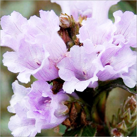 kurinji flower kurinji flower
