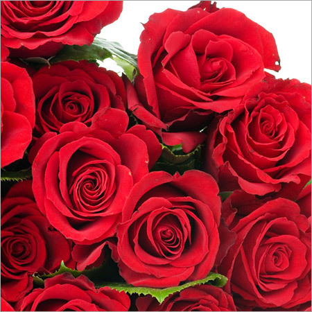 Red Roses Red Roses