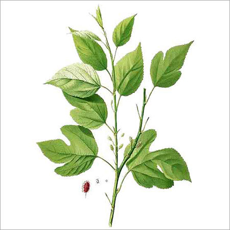 Albe Indica Albe Indica