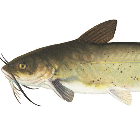 Cat Fish Cat Fish