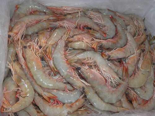 White Shrimps White Shrimps
