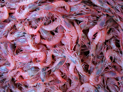 Sea Shrimps Sea Shrimps