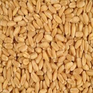 Wheat Wheat