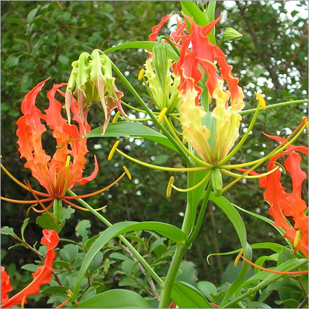 Gloriosa Superba Gloriosa Superba
