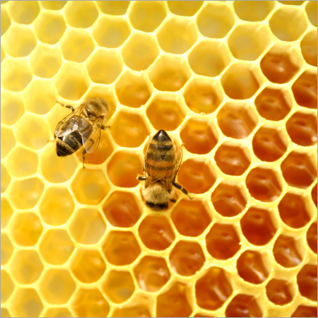 Natural Bee Honey Natural Bee Honey