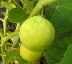 Solamum Berry Seeds Solamum Berry Seeds