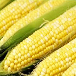 Yellow Corn Maize Yellow Corn Maize