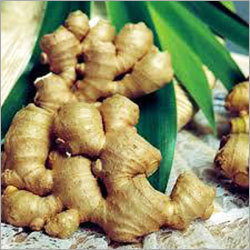 Fresh Ginger Fresh Ginger
