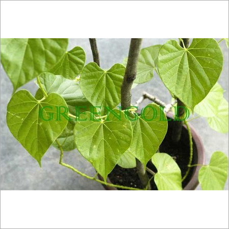 Giloy Plants Giloy Plants