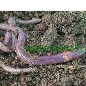 Eudrilus Eugeniae Eudrilus Eugeniae