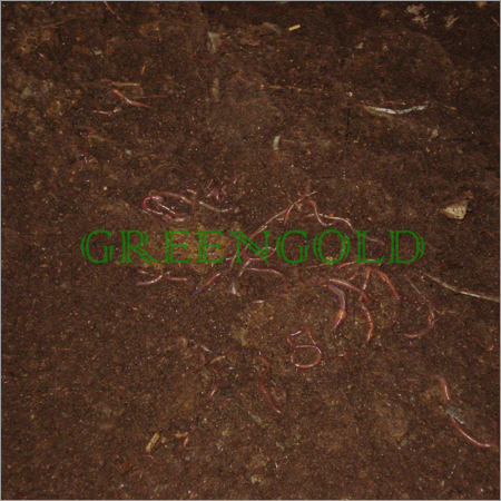 Soil Conditioing Vermiculture Soil Conditioing Vermiculture