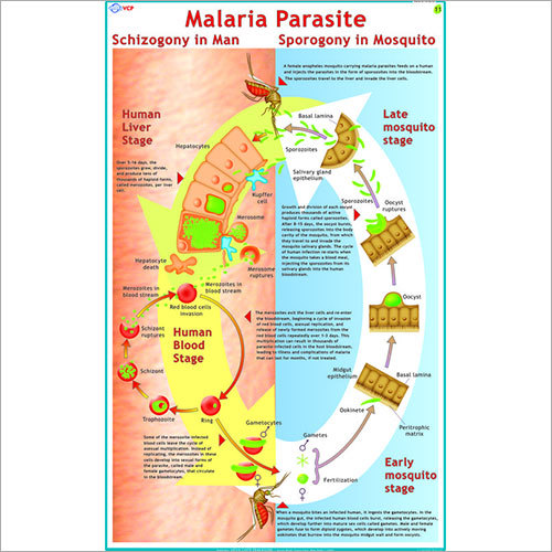 malaria parasite india essay malaria parasite india essay
