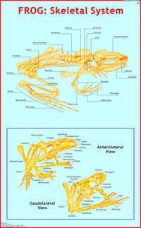 Frog trading system rules