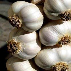 Garlic Bulb Garlic Bulb