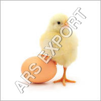 Poultry Eggs Poultry Eggs