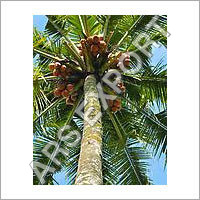 Yellow Coconut Yellow Coconut