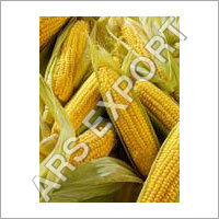 Fresh Maize Cobs Fresh Maize Cobs