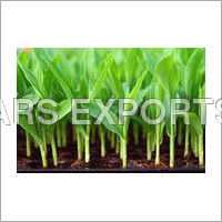 Young Green Maize Young Green Maize