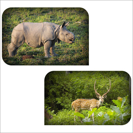Kaziranga National Park Tour Kaziranga National Park Tour