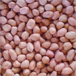 Groundnuts Seeds Groundnuts Seeds
