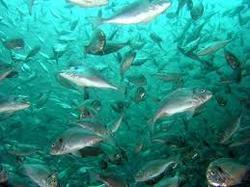 Chlorine Dioxide for AquaCulture Chlorine Dioxide for AquaCulture