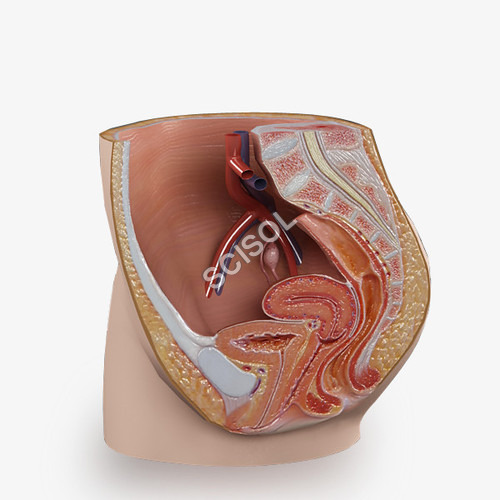 Human Reproductive System Female Human Reproductive System Female