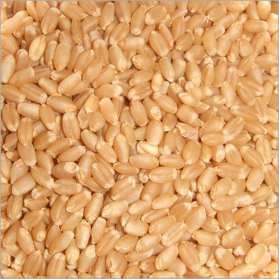Whole Wheat Whole Wheat