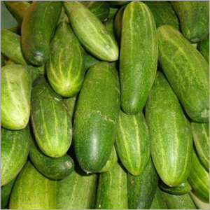Fresh Cucumber Fresh Cucumber