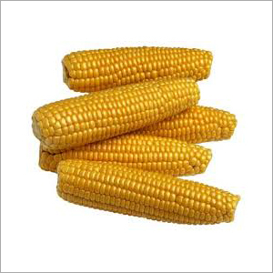 Yellow Maize Corn Yellow Maize Corn