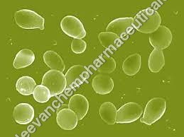 Saccharomyces Saccharomyces