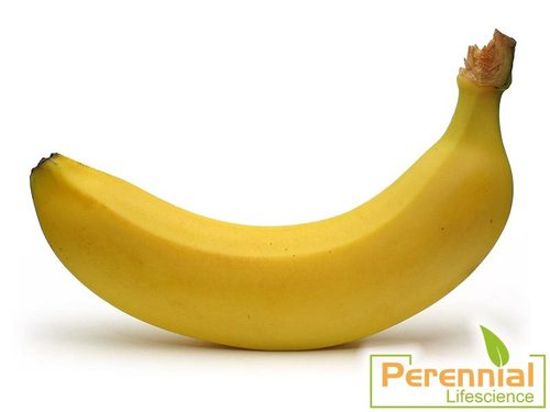 Dried Banana Powder Dried Banana Powder