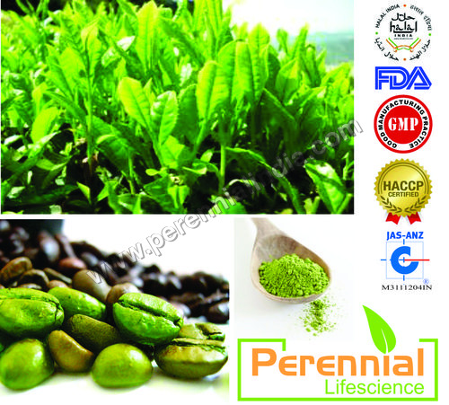 Green Coffee Extracts Green Coffee Extracts