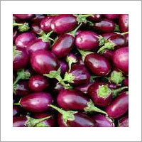 Fresh Brinjal Fresh Brinjal
