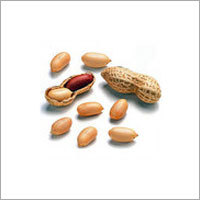 Groundnut Groundnut