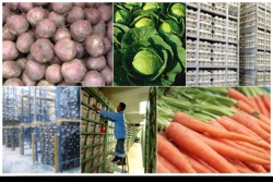 Potato & Vegetable Cold Storage Plant Potato & Vegetable Cold Storage Plant