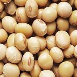 Raw Soya Bean Raw Soya Bean
