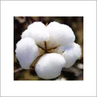 Raw Cotton Raw Cotton
