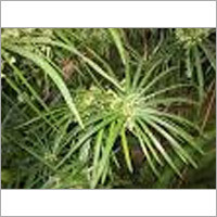 Nagarmotha Plant Nagarmotha Plant