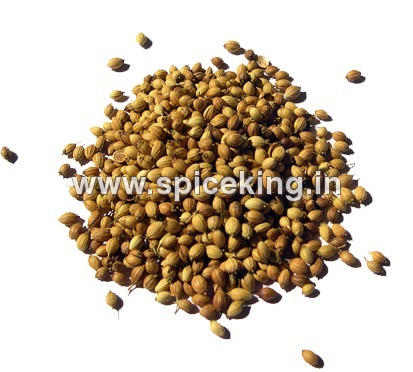 Coriander Coriander