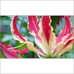 Glory Lilly Herbs Glory Lilly Herbs