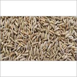 Cumin Seeds Cumin Seeds
