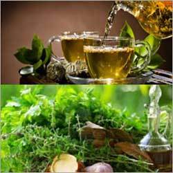 Green Tea Extracts Green Tea Extracts