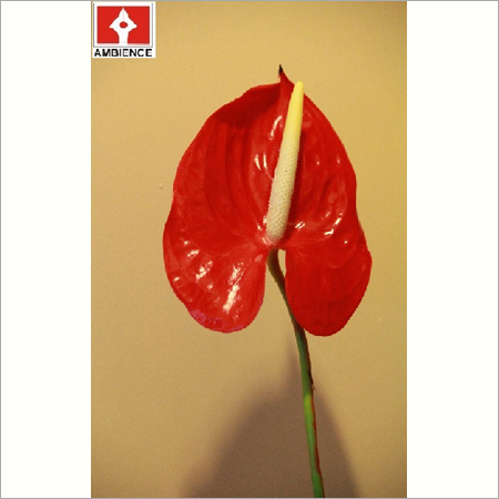 Artifical Anthurium Flower Artifical Anthurium Flower