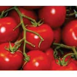 Tomato Vegetable Seeds Tomato Vegetable Seeds