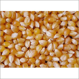 Yellow Maize Yellow Maize